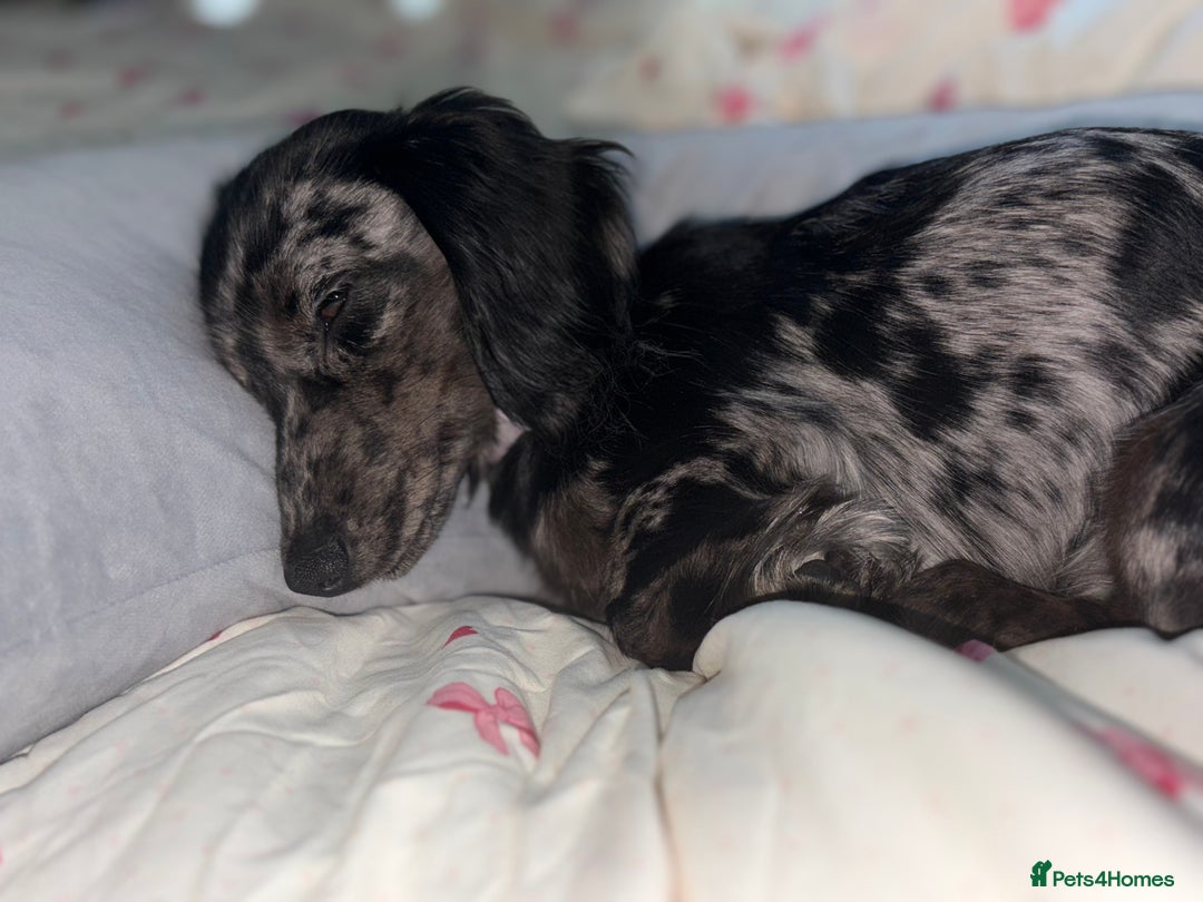 Miniature Dachshund dogs for sale: Long haired silver dapple female  - Image 2