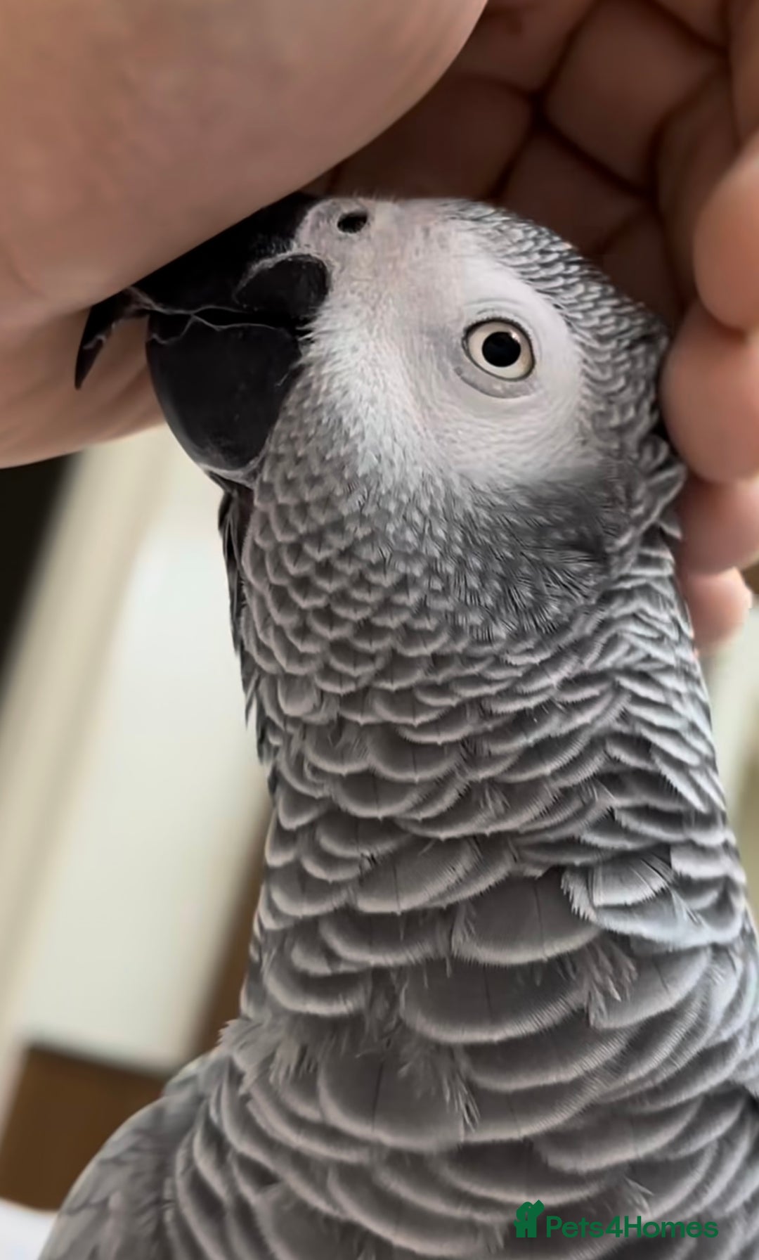 Parrots birds for sale: Fully tame African grey for sale very friendly  - Image 4