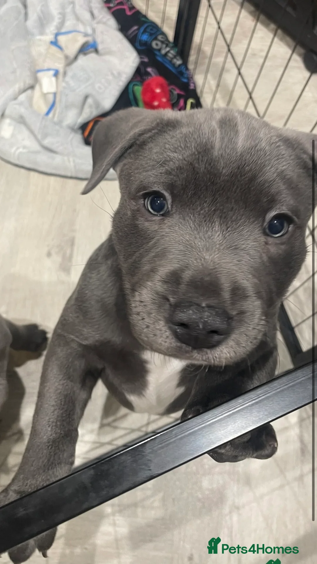 Staffordshire Bull Terrier dogs for sale: Blue staffie puppies   - Advert 34