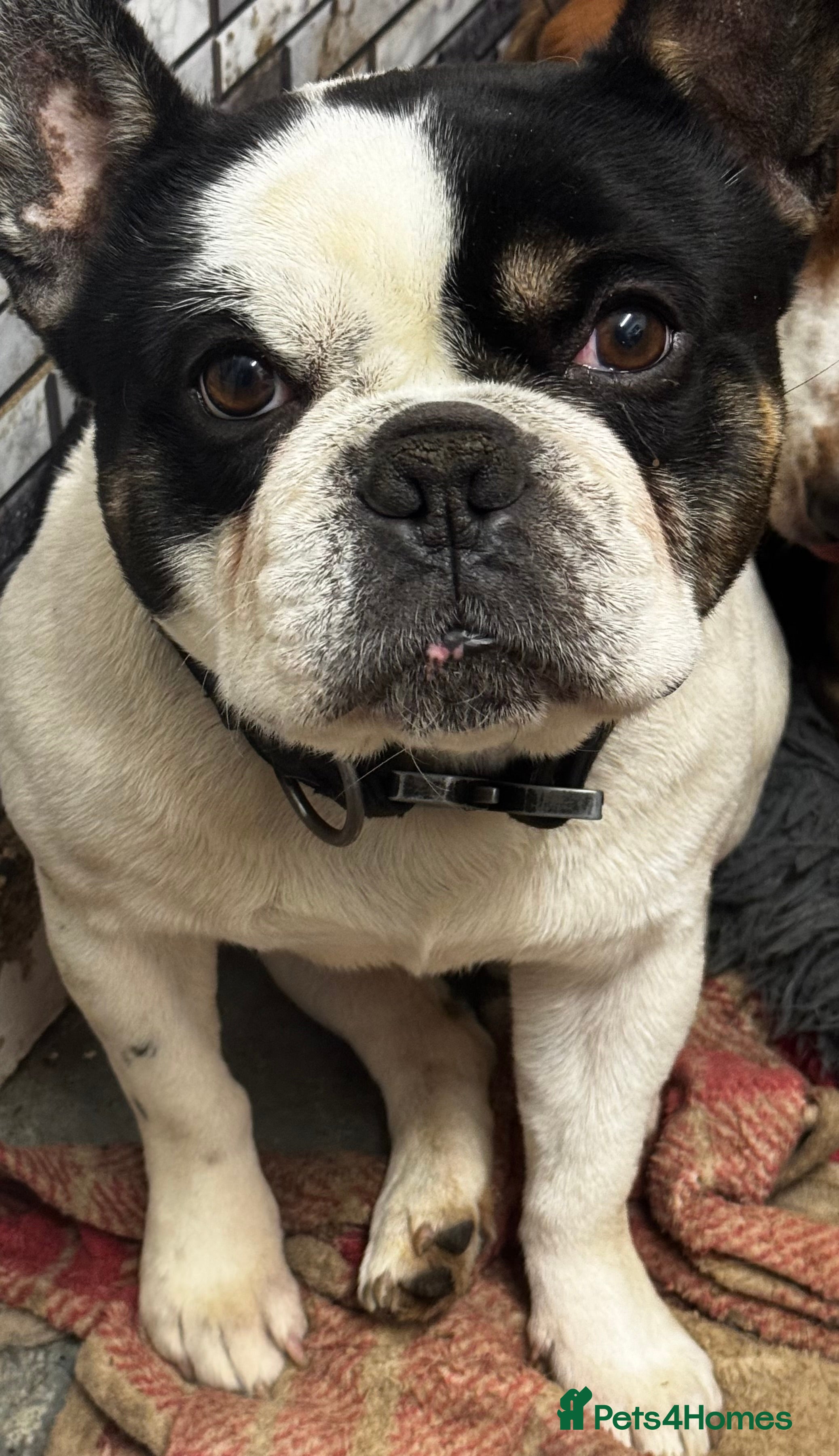 French Bulldog dogs Beautiful French bulldog  - Advert 5