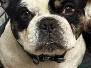 French Bulldog dogs Beautiful French bulldog - Advert 5