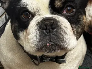 French Bulldog dogs Beautiful French bulldog - Advert 3