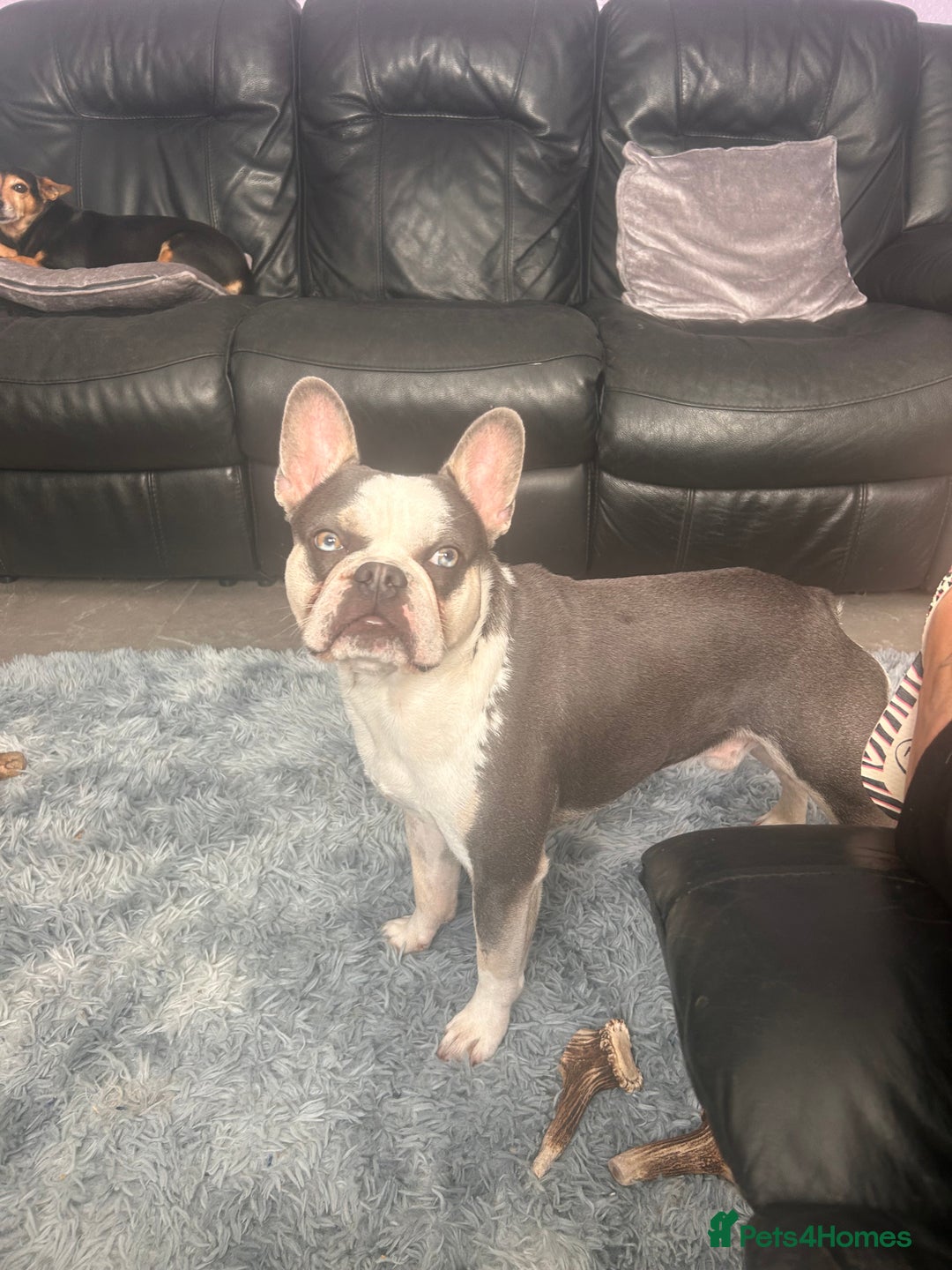 French Bulldog dogs for sale: Husky French bulldog  - Image 6
