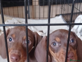 Miniature Dachshund dogs Dachshunds only 2 chocolate and tan girls left - Advert 8