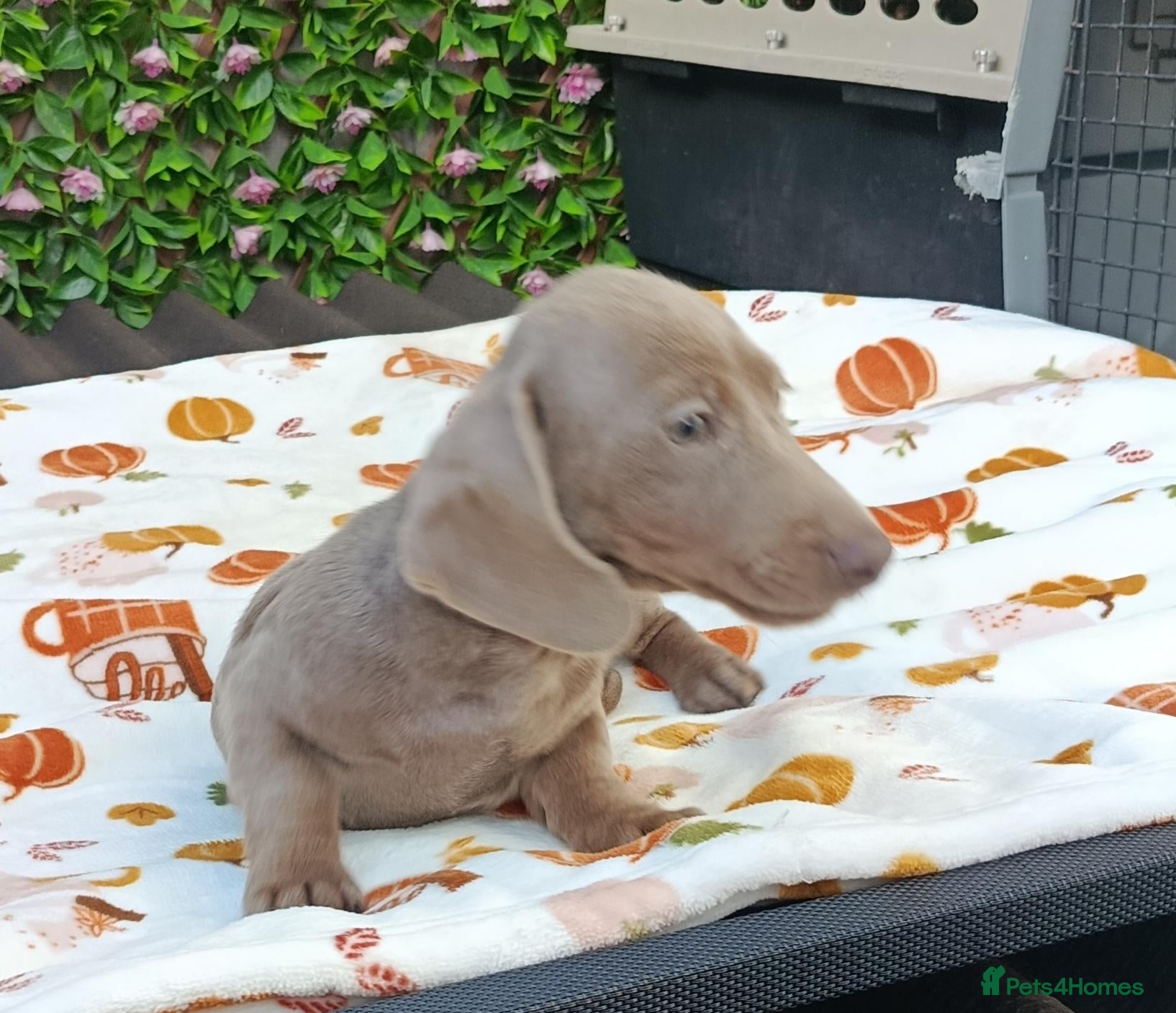 Miniature Dachshund dogs FULLY VAX BELLA KC Reg PRA Clear mini solid - Advert 1