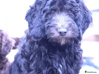 Double Doodle dogs 🌈Fully vaccinated and ready to meet the world 🌈 - Advert 2