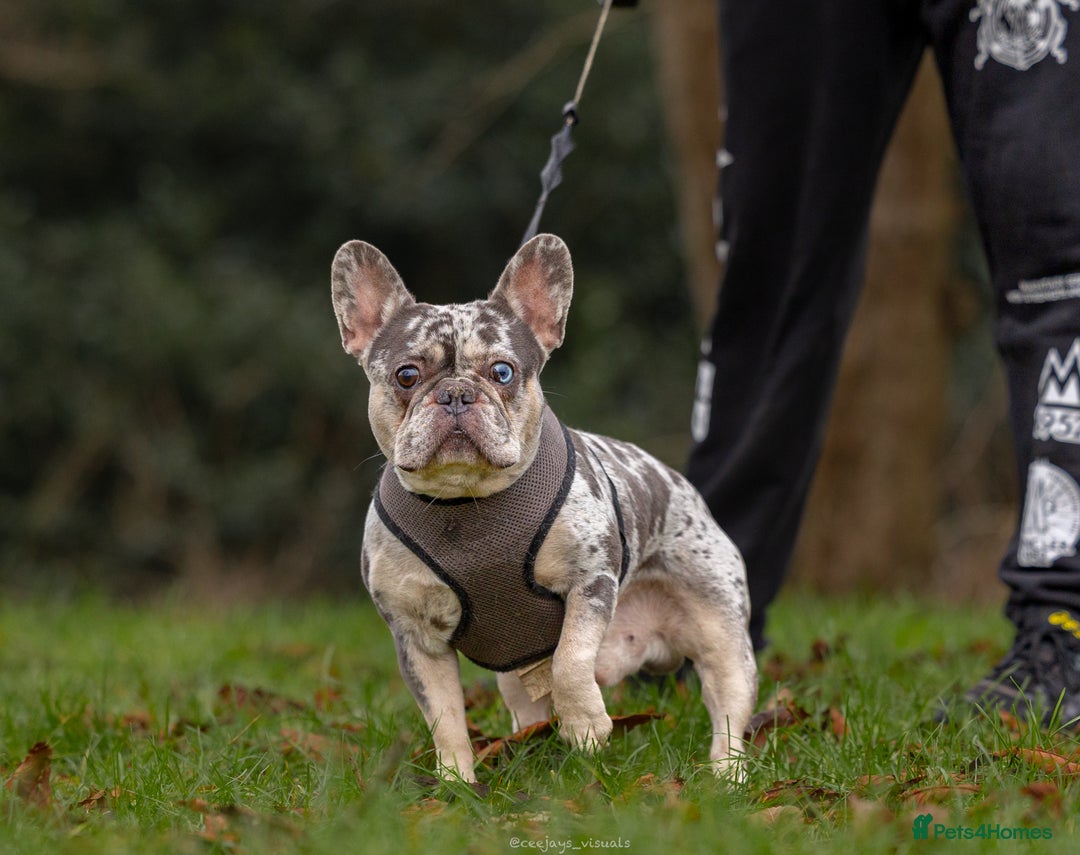 French Bulldog dogs for stud: 💎Blue & Tan 🤎 Merle French bulldog stud 🧬🔥 in Manchester - Image 1