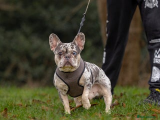 French Bulldog dogs in Manchester - Advert 1