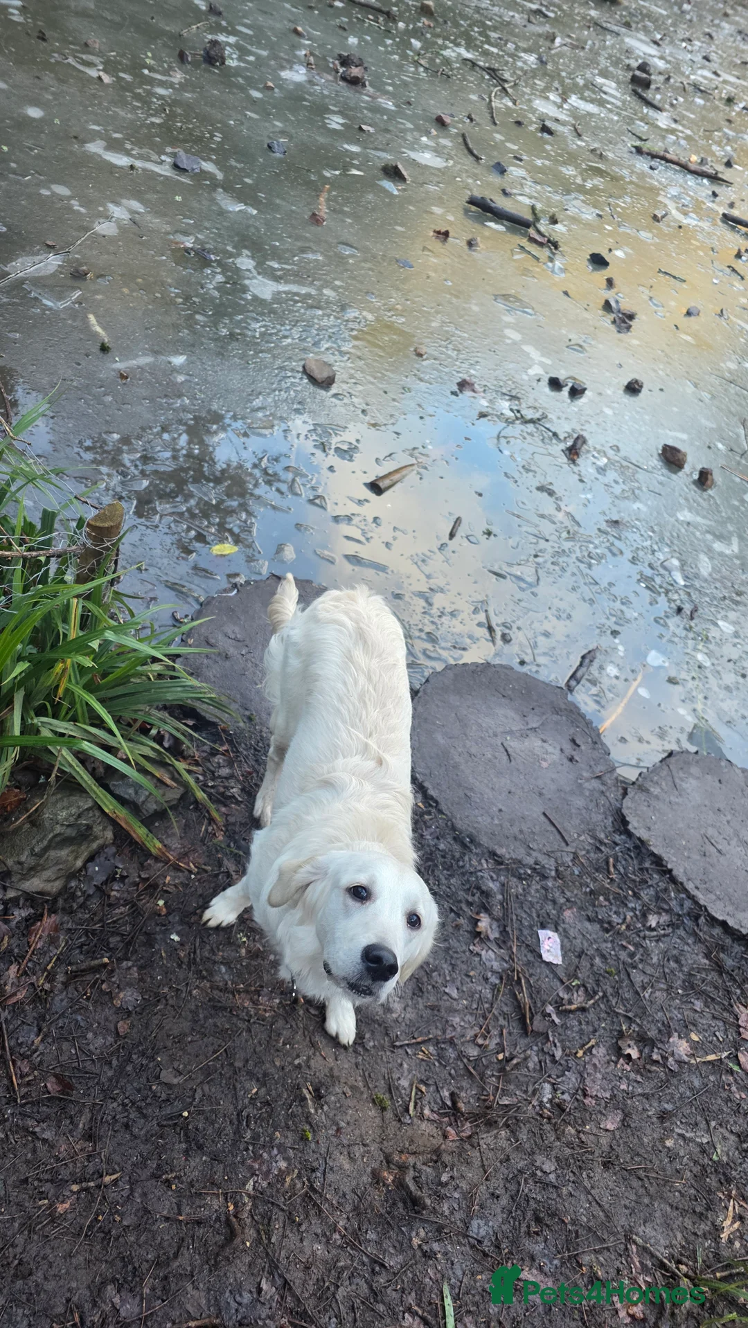 Golden Retriever dogs for sale: Lilly golden retriever 7 months old kc registered  - Advert 4