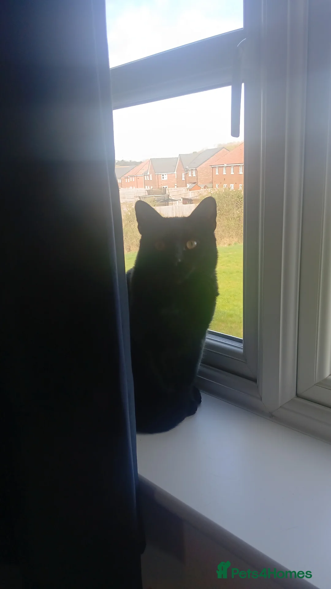 Mixed Breed cats for sale: Bruce  in Loughborough - Advert 2