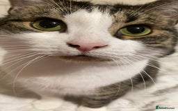 Domestic Shorthair cats for sale: Needs a forever loving home - Image 7