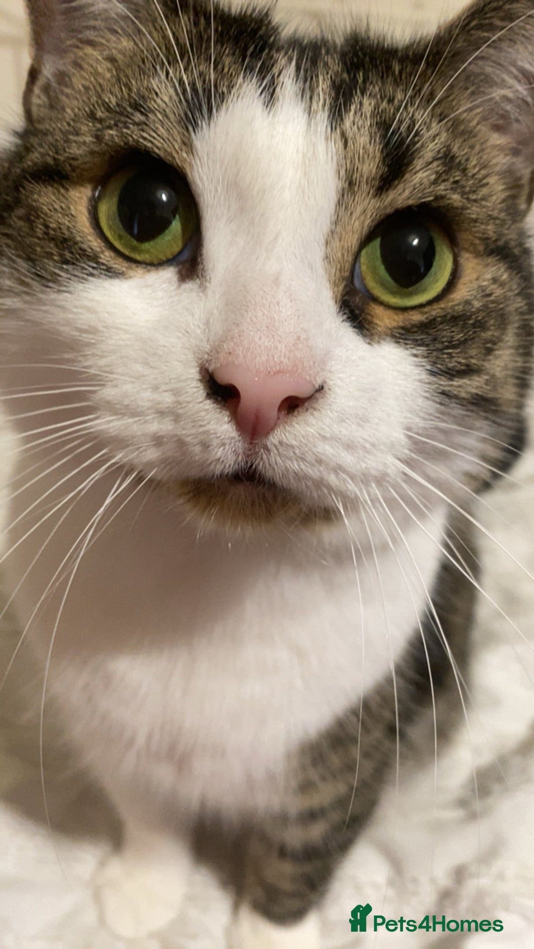 Domestic Shorthair cats for sale: Needs a forever loving home - Image 7