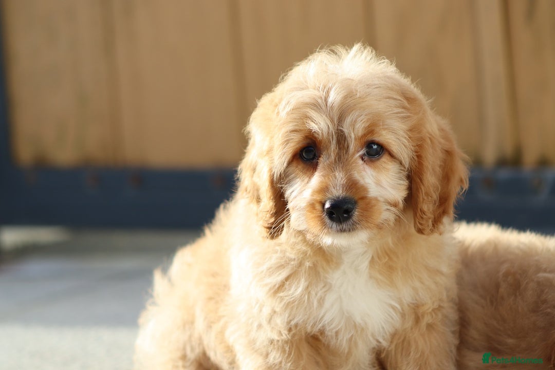Cavapoo dogs for sale: F1 Cavapoo puppies for sale FULLY VACCINATED - Advert 4