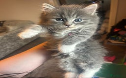 Mixed Breed cats for sale: Ragdoll x Russian Bleu x Tabby Long Hair Kittens  - Image 1