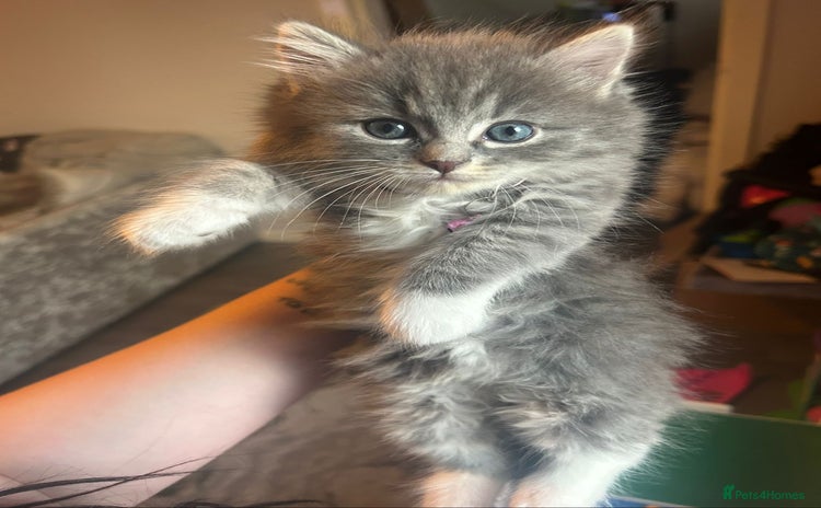 Mixed Breed cats - Advert 4