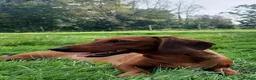 Dachshund dogs for sale: 2x dachshunds in Bristol - Advert 4