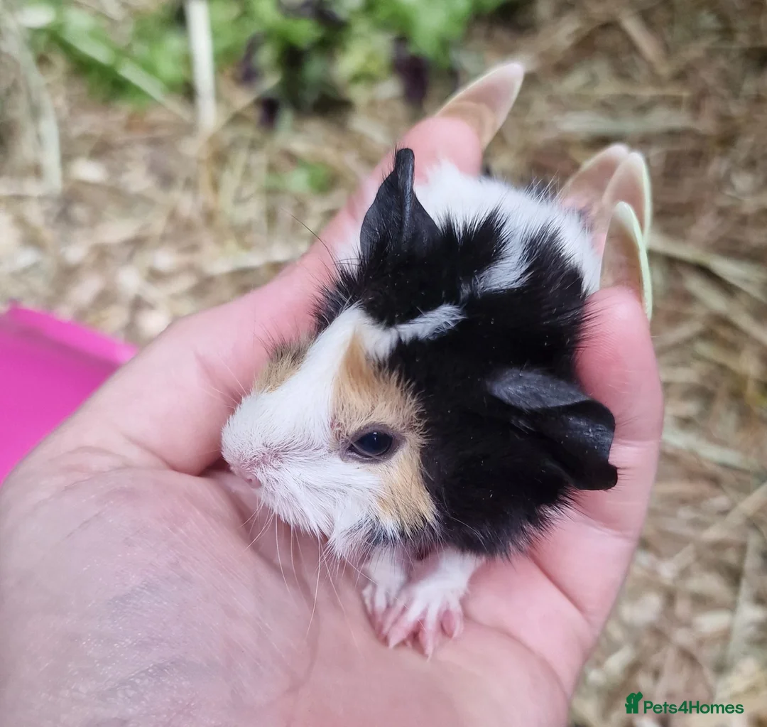 Guinea Pig rodents for sale: Pair of brothers - Advert 1