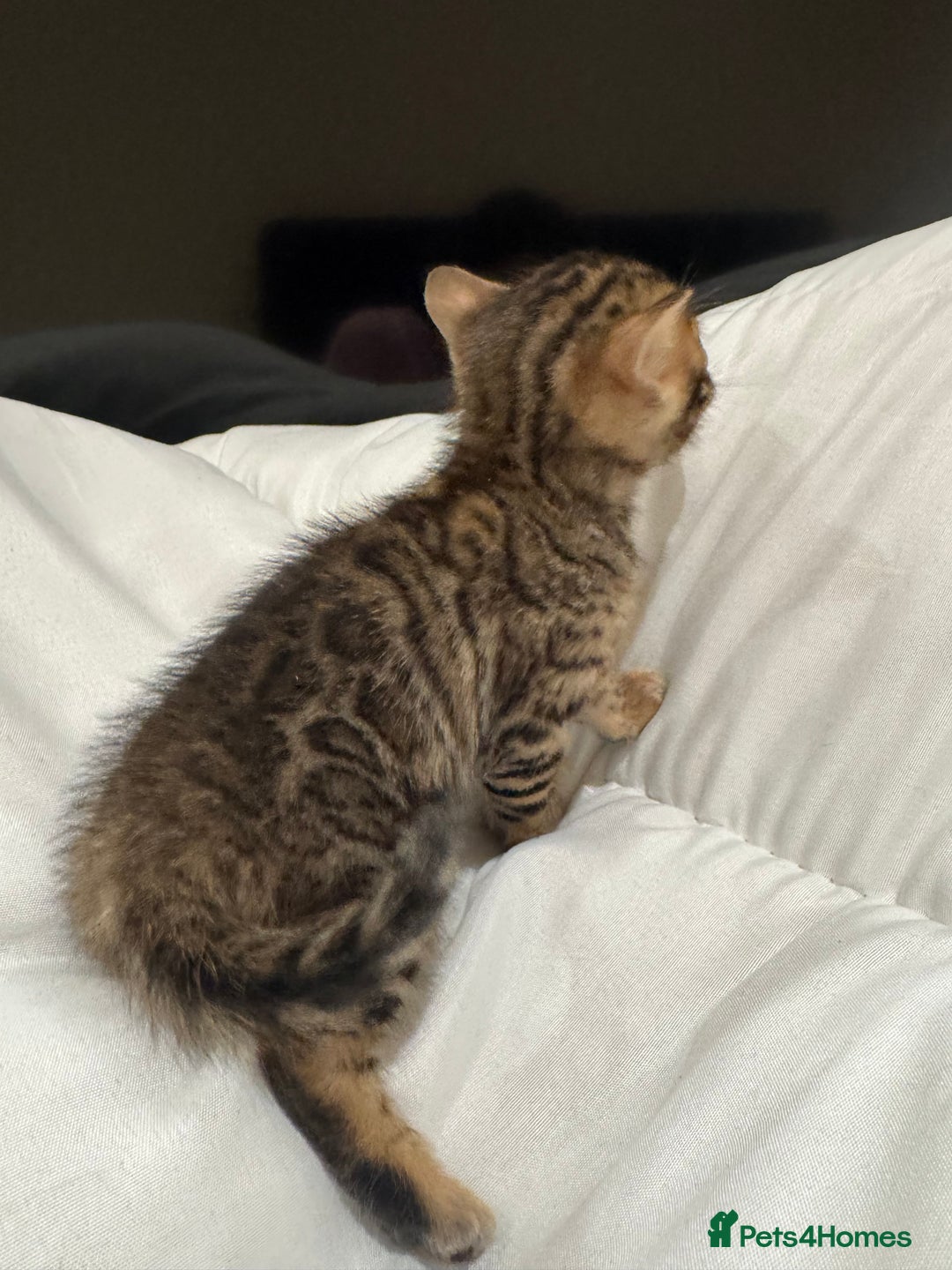 Bengal cats for sale: 💕 Pedigree Rosetted bengal kittens 💕 - Advert 19