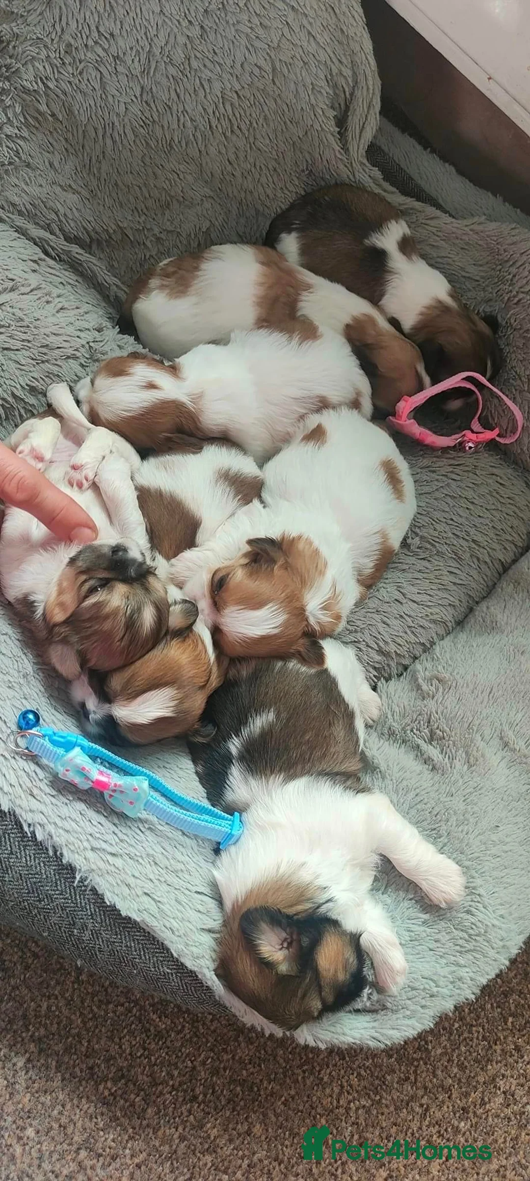 Shih Tzu dogs for stud: Shih tzu for stud in Newcastle upon Tyne - Advert 10