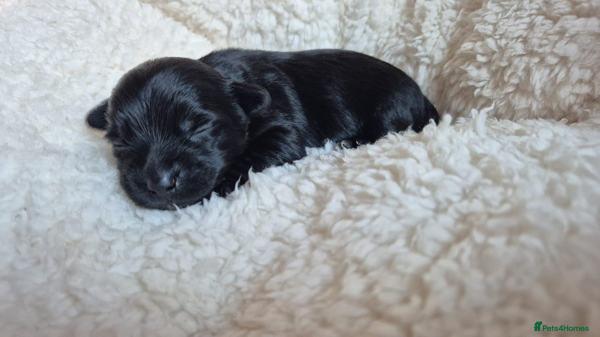 Yorkshire Terrier dogs Gorgeous Lilliputian Yorkies available  - Advert 2