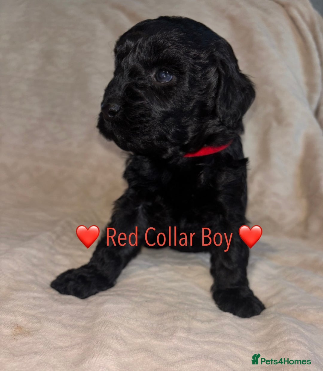 Cavapoo dogs for sale: 🐶 F1 CAVAPOO PUPPIES HEALTH TESTED PARENTS 🐶 - Advert 37