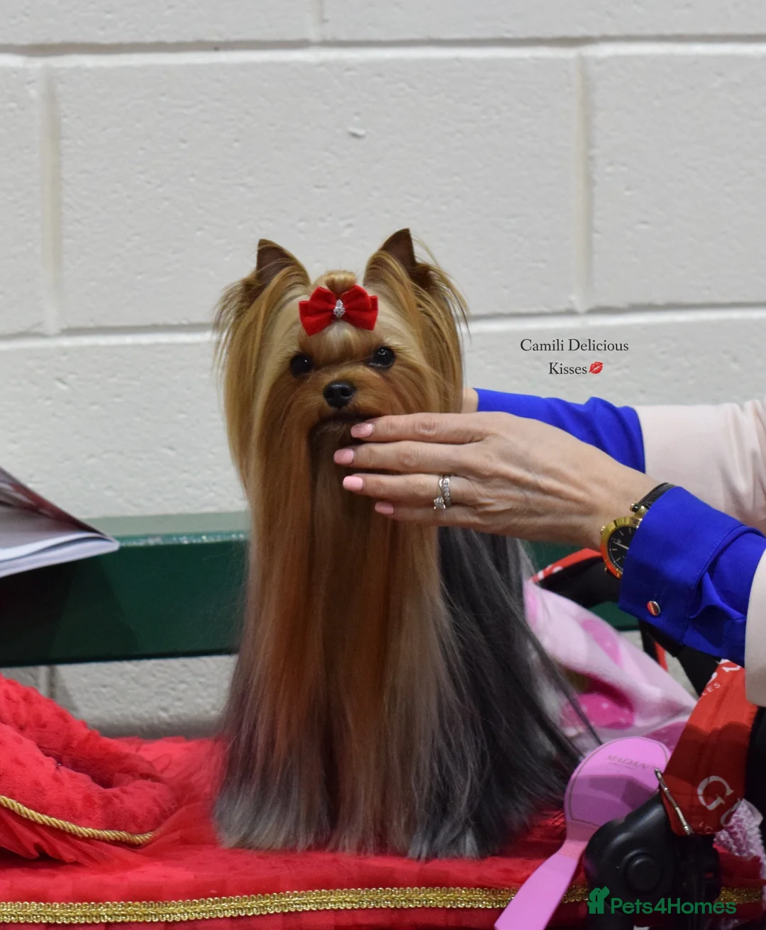 Yorkshire Terrier dogs for stud: 💚Yorkshire terrier sweet boy KC reg 💚 in Liverpool - Advert 7