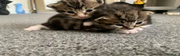 Mixed Breed cats for sale: Garfield  in Hull - Advert 22