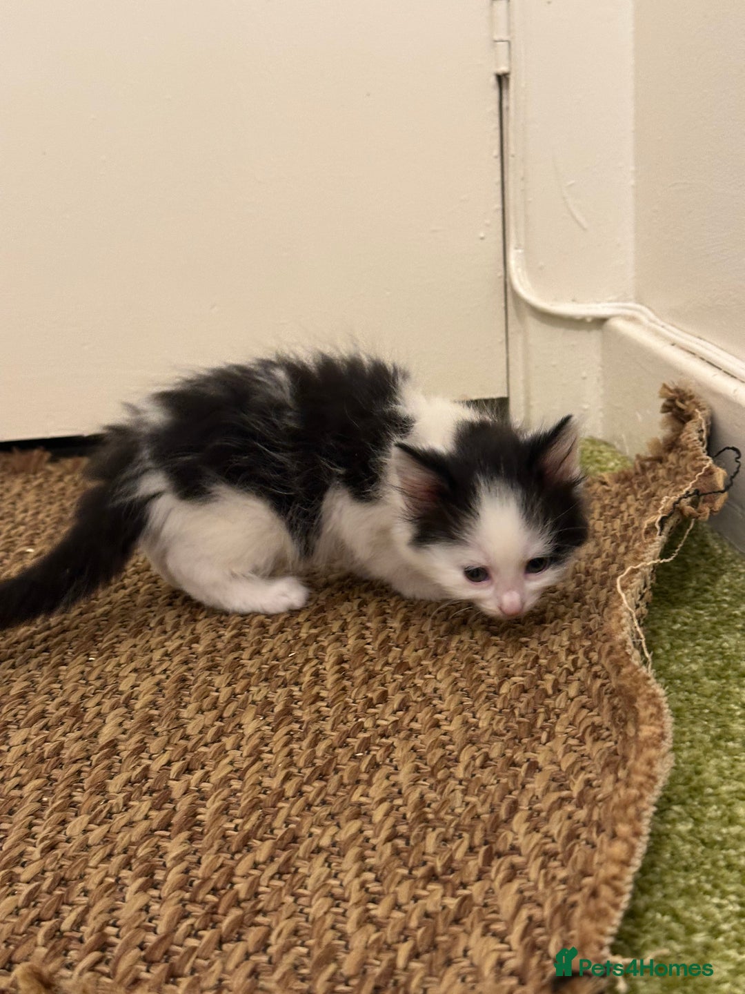 British Longhair cats for sale: Beautiful & playful kittens ready for new home - Image 22