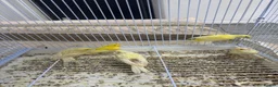 Canaries birds for sale: 5 Young Canaries – 4 Months Old – £25 Each Unsexed - Advert 2