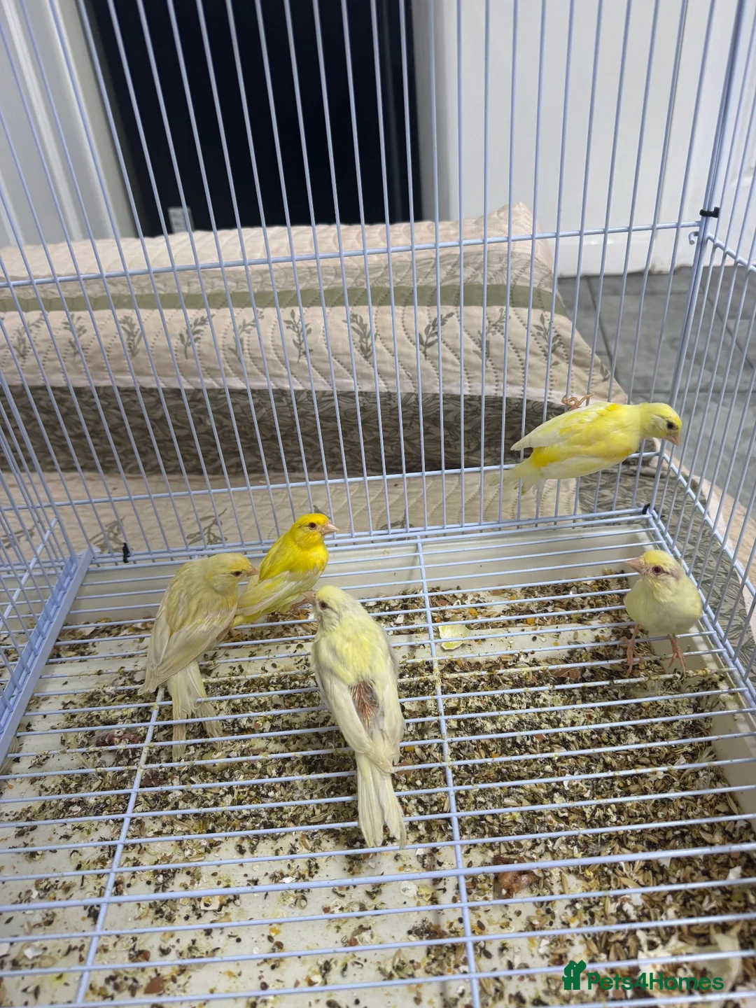 Canaries birds for sale: 5 Young Canaries – 4 Months Old – £25 Each Unsexed - Advert 2