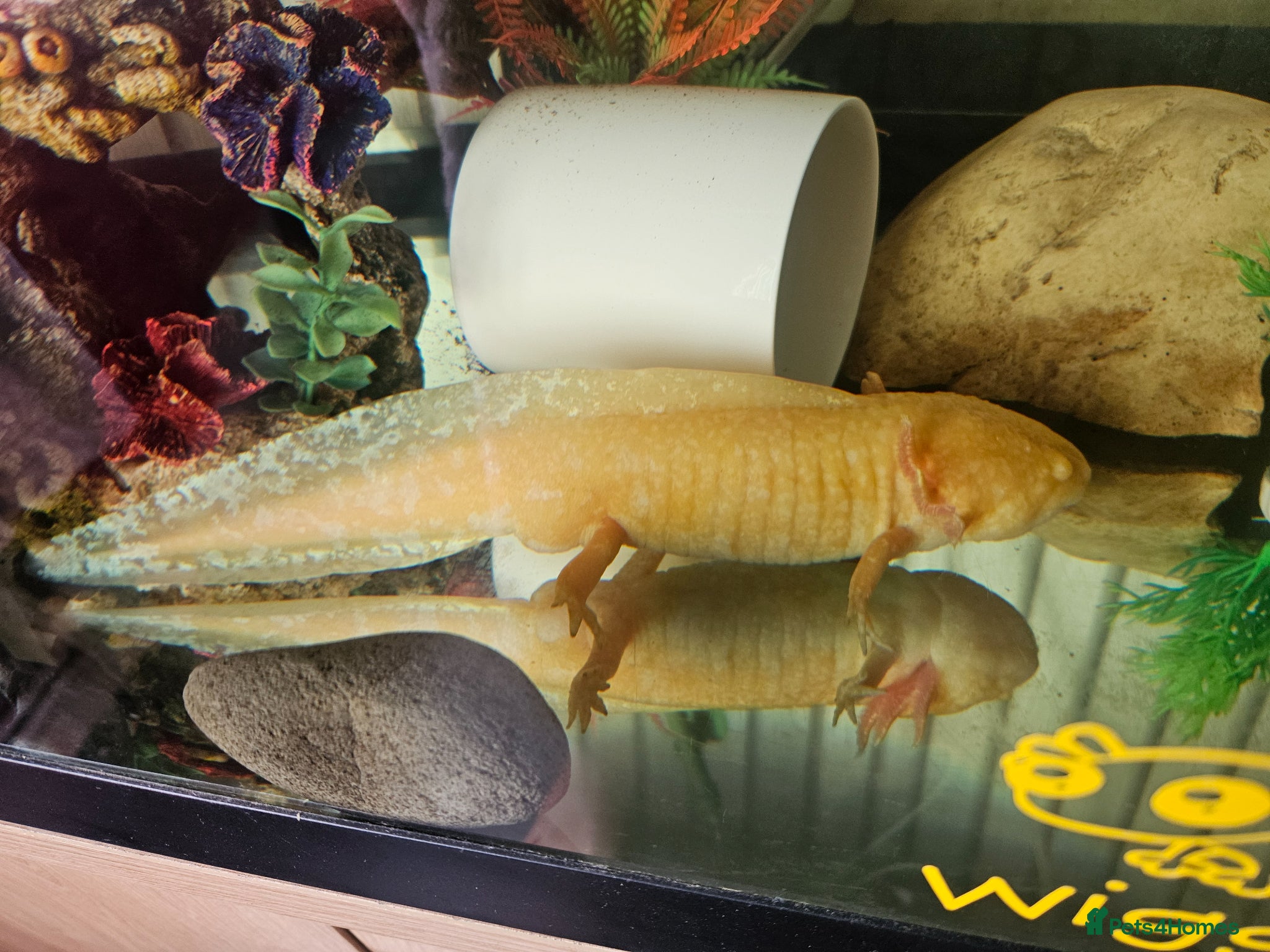 Other/Mixed Breed fish 2x axolotls  - Advert 2