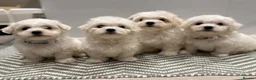 Maltese dogs for sale: Maltese puppies ready for new homes! 🐶 - Advert 19
