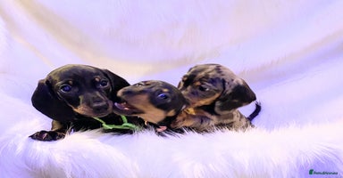 Miniature Dachshund dogs - Advert 4