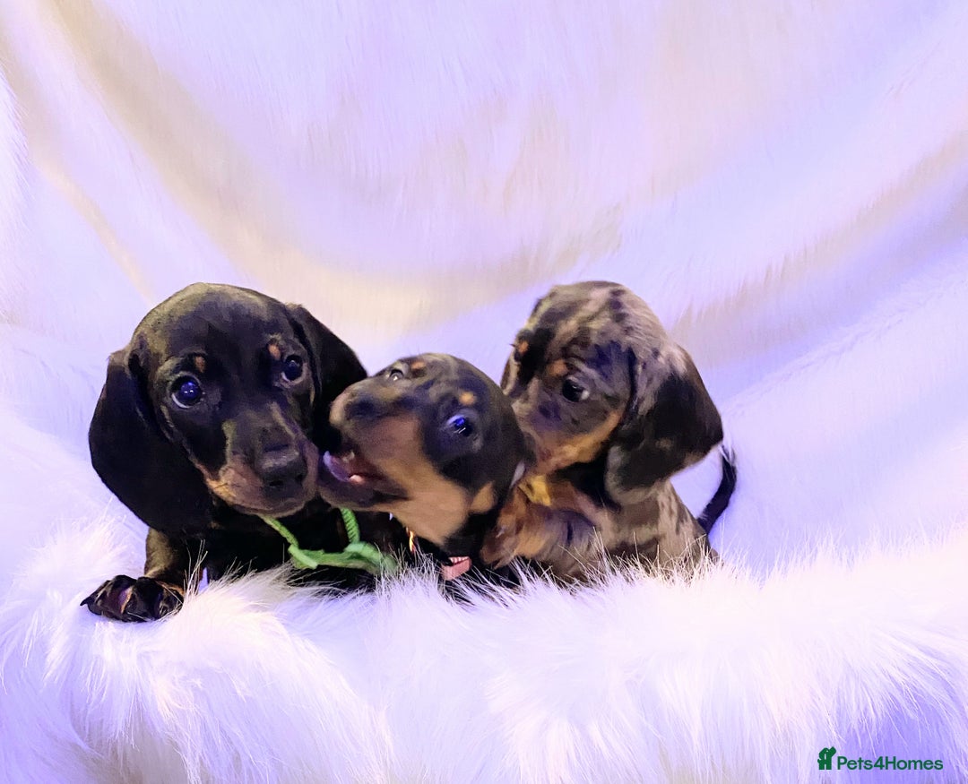 Miniature Dachshund dogs for sale: Stunning Miniature Dachshund Puppies!!! - Image 2