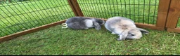 Mini Lop rabbits for sale: Beautiful mini lops in Batley - Advert 6