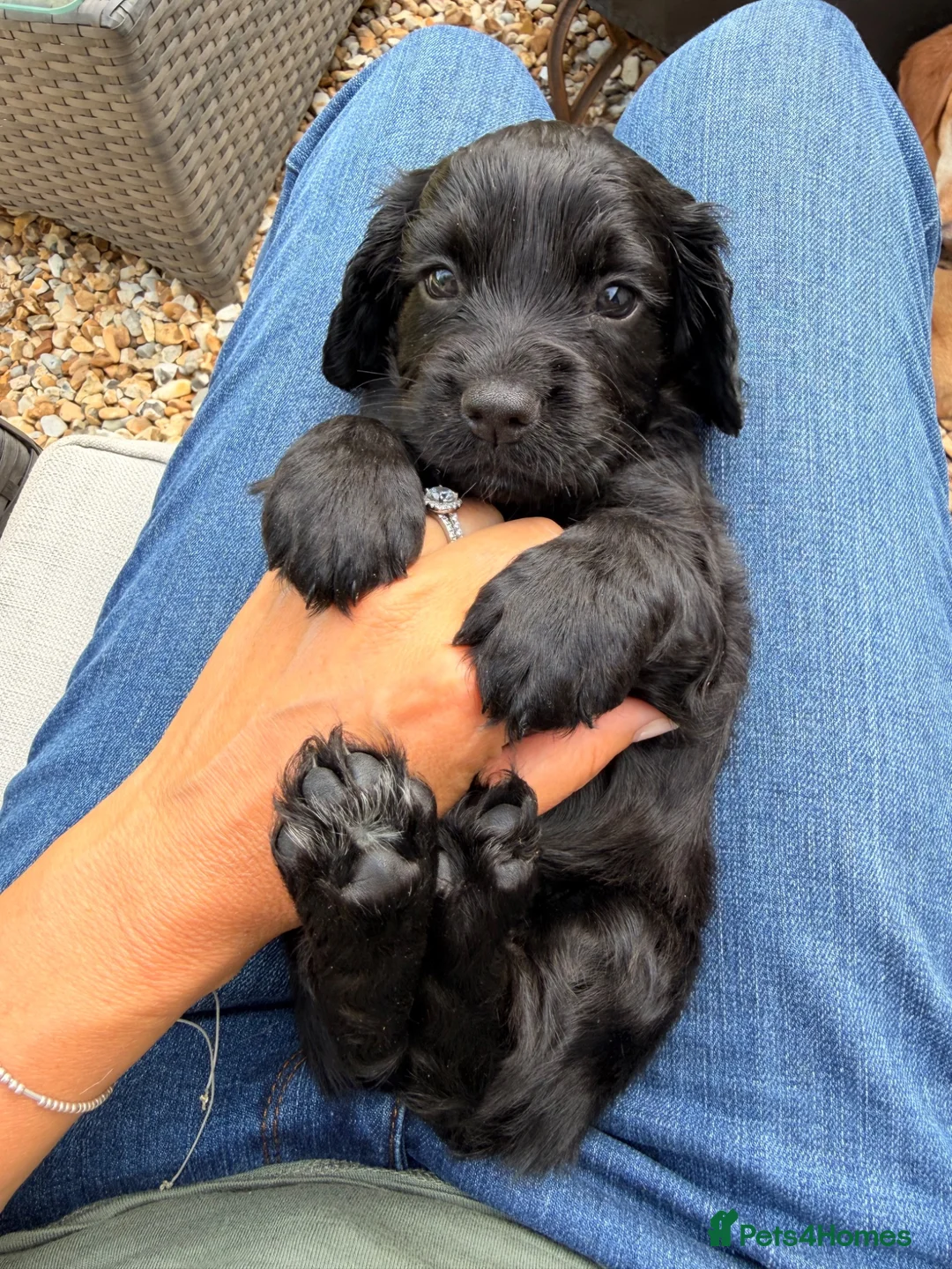 Cocker Spaniel dogs for sale: Working Cocker Girls x3 in Hindhead - Advert 2