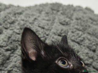 Mixed Breed cats - Advert 21