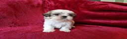 Shih Tzu dogs for sale: Miniature Shih-tzu's  - Advert 18
