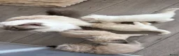 Ragdoll cats for sale: Stunning ragdoll kittens - Advert 9