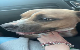 Mixed Breed dogs for sale: Angel - Staffordshire bull terrier cross boxer - Image 11