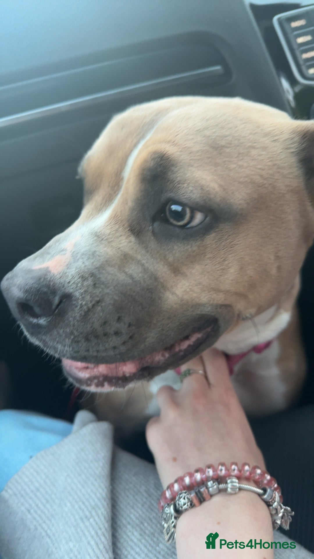 Mixed Breed dogs for sale: Angel - Staffordshire bull terrier cross boxer - Image 11
