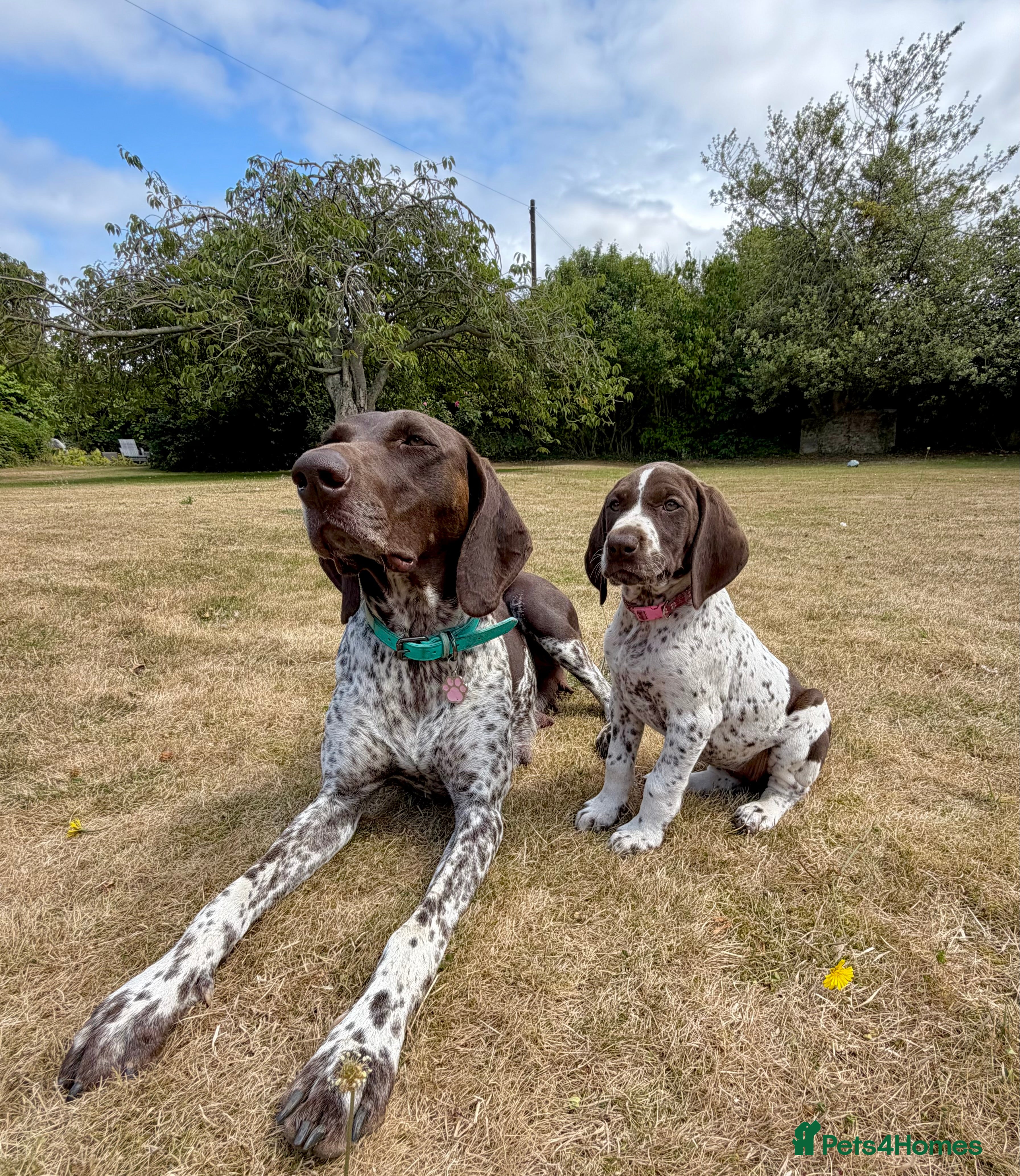 German Shorthaired Pointer dogs KC Registered German Shorthaired Pointer Puppies - Advert 2