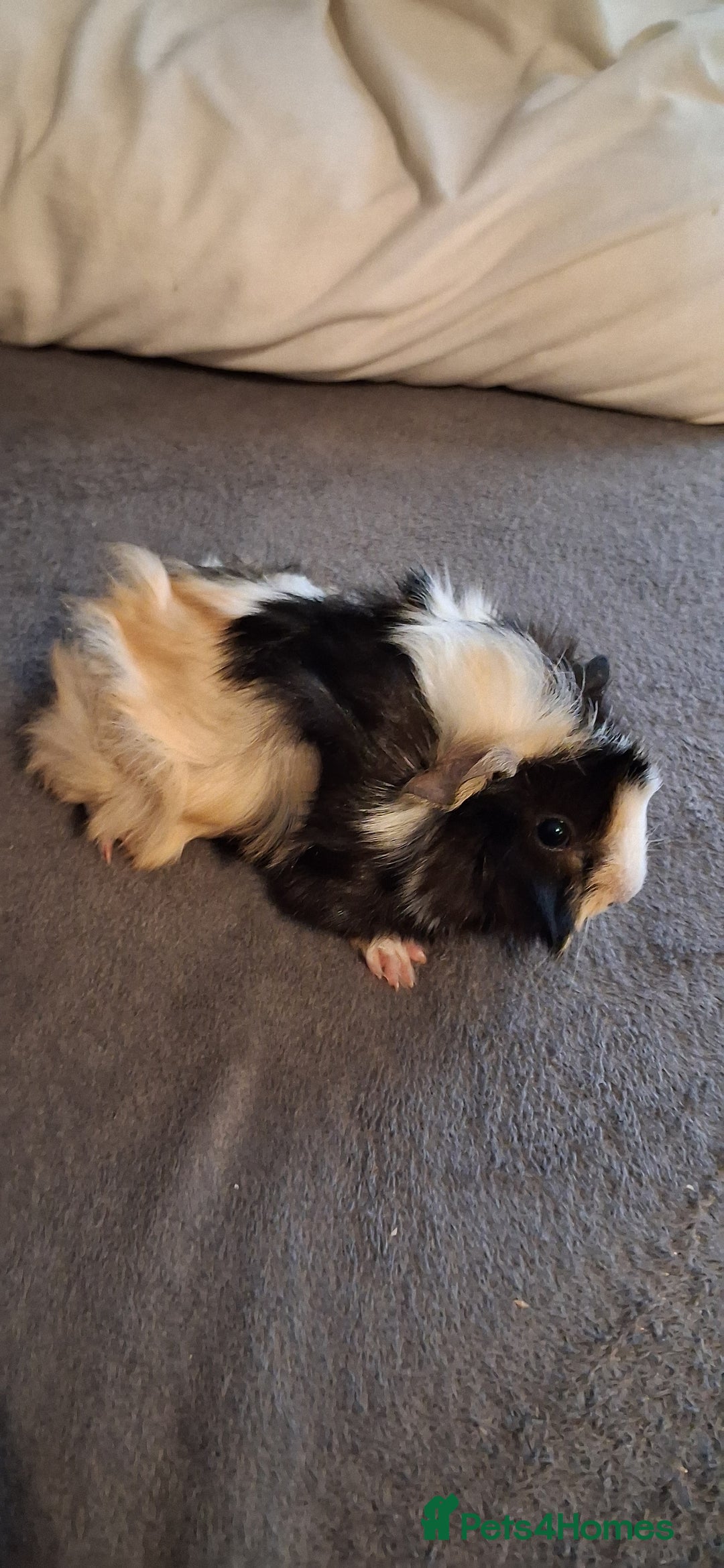 Guinea Pig rodents for sale: 6 baby girl guinea pigs 2 boys  - Advert 12