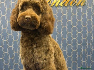 Cockapoo dogs Cockapoo Standard Male Stud - Advert 5