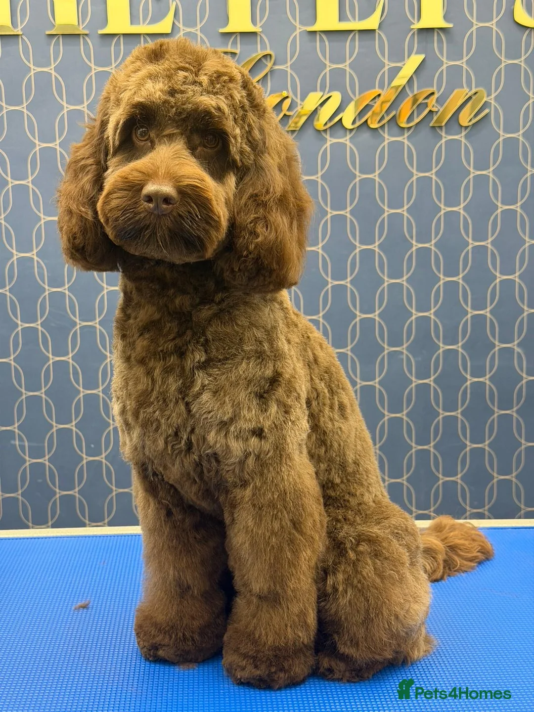 Cockapoo dogs for stud: Cockapoo Miniature Male Stud - Advert 1