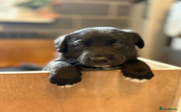 Mixed Breed dogs - Advert 3