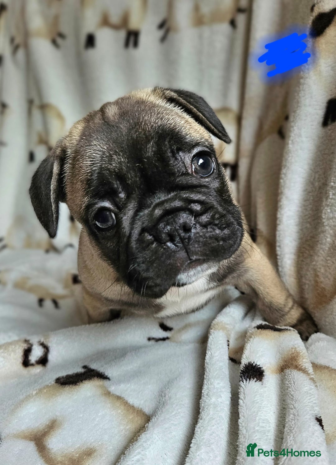 French Bulldog dogs for sale: 4 BEAUTIFUL french bulldog puppies from KC parents - Image 7