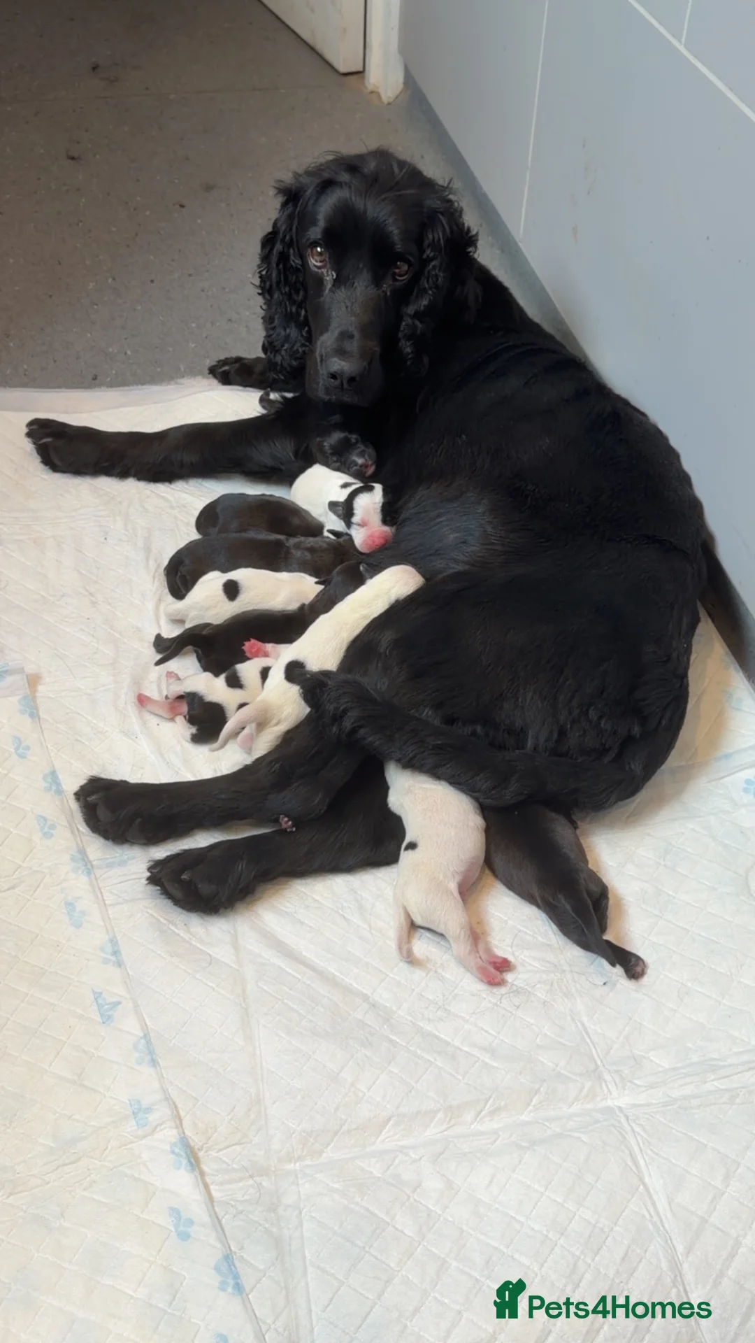 Mixed Breed dogs for sale: 12 stunning sprocker cross blue staffy puppies  - Advert 39