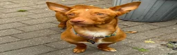 Mixed Breed dogs for adoption: Shadow - Podenco Maneto  in Birmingham - Advert 5