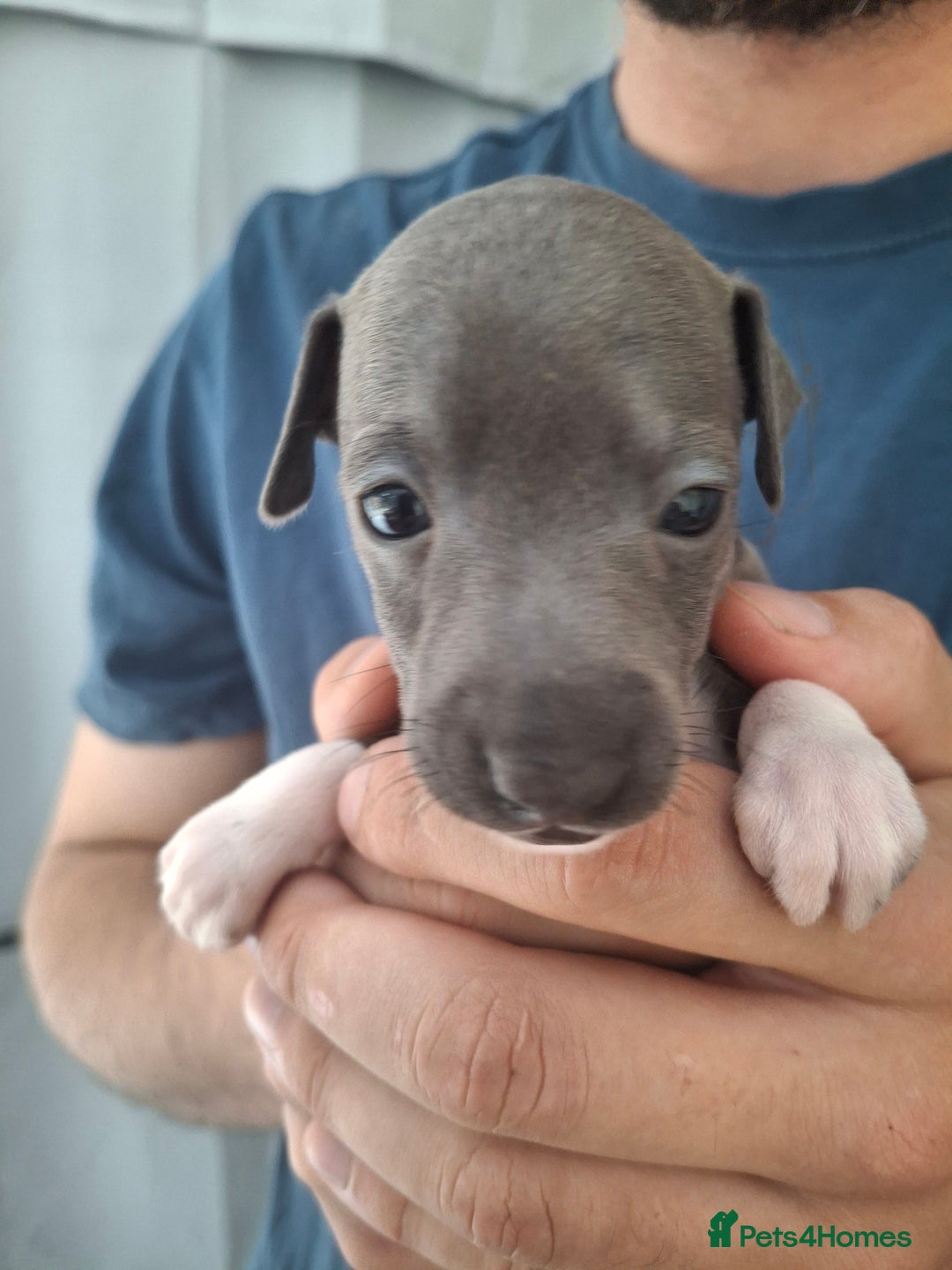 Italian Greyhound dogs for sale: Classic Italian greyhound babies  - Image 3